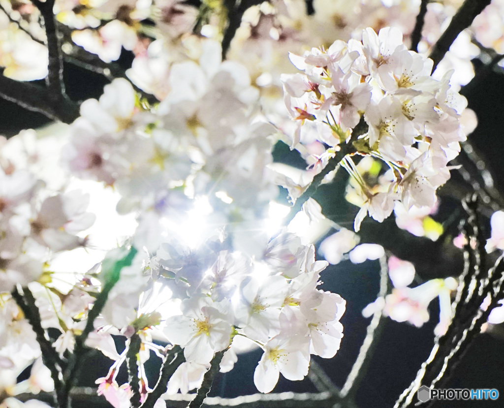 夜桜3