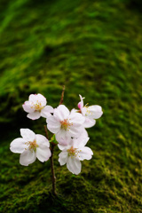 老木からの芽吹き