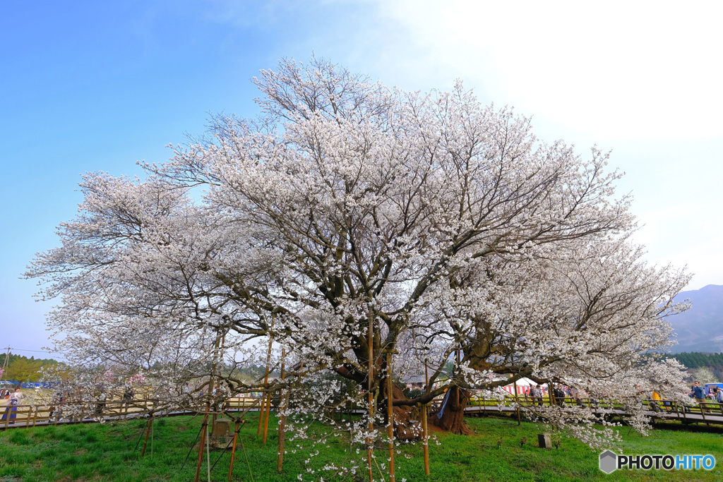 一心行の大桜1