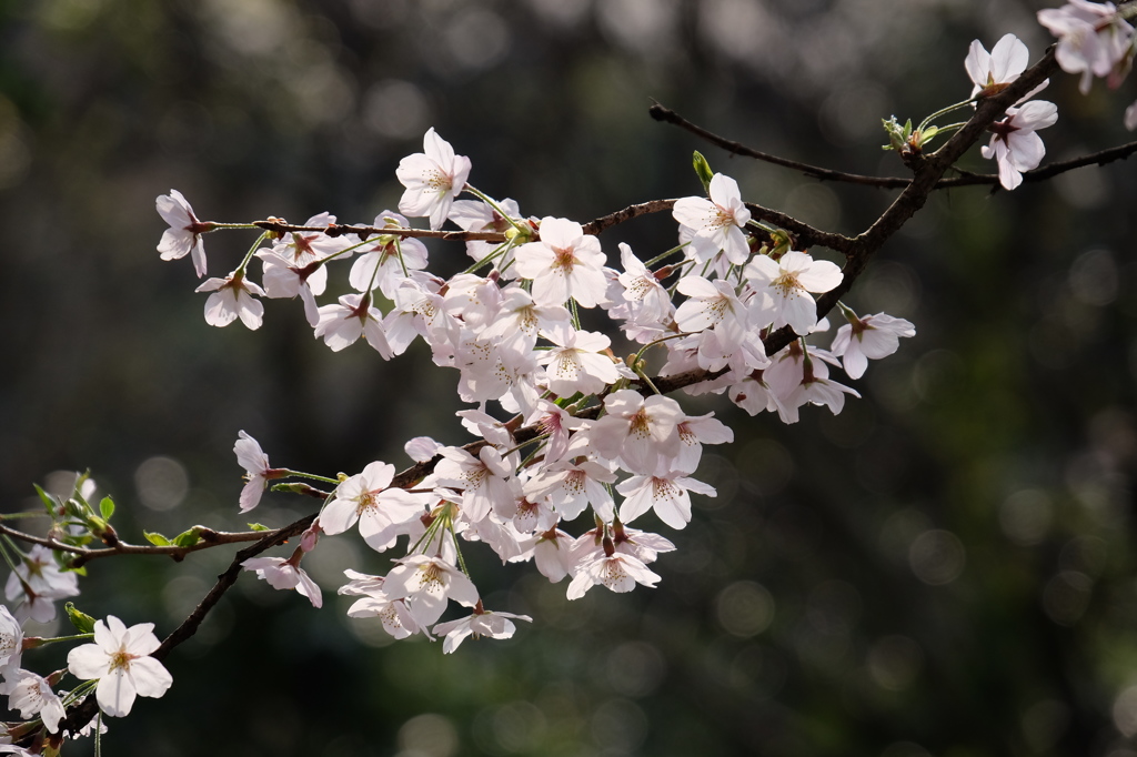 桜満開2