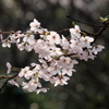 桜満開2