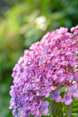 紫陽花3