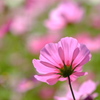 コスモス2