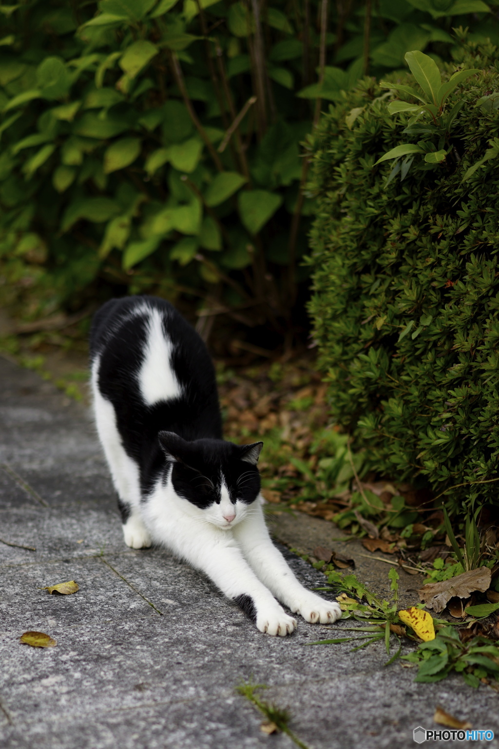 ねこ8