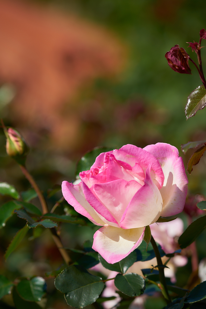薔薇2