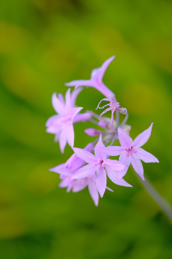 路傍の花2