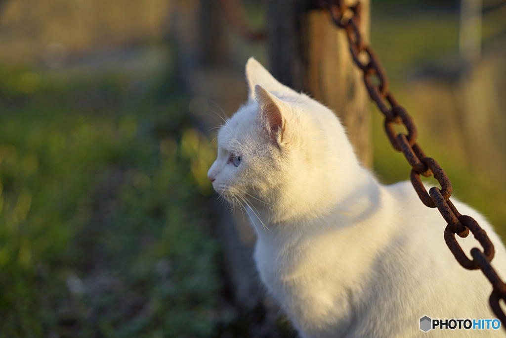 ねこ10