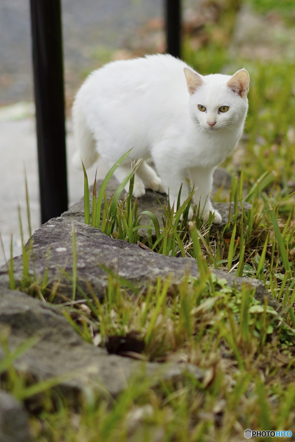 ねこ6