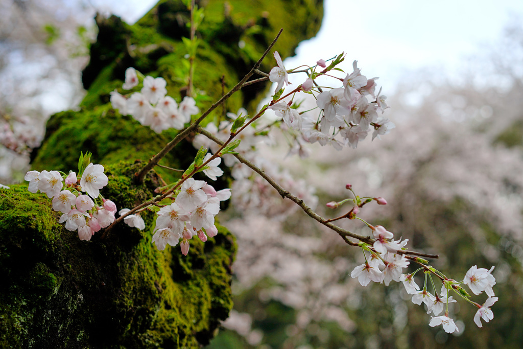 苔と桜