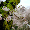 苔と桜