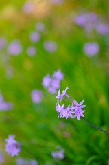 路傍の花1