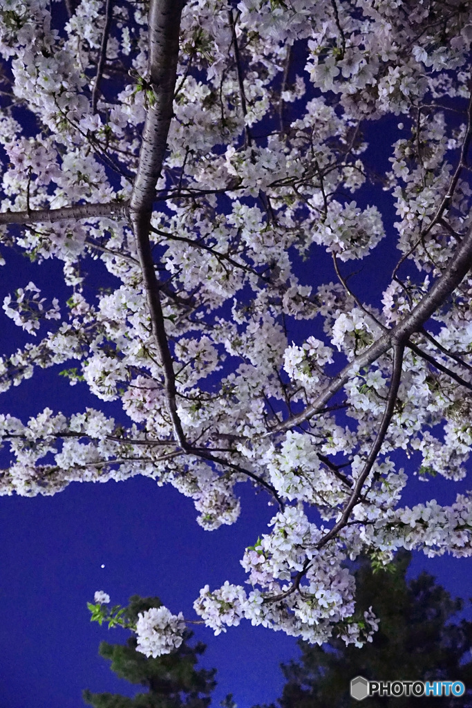 夜桜