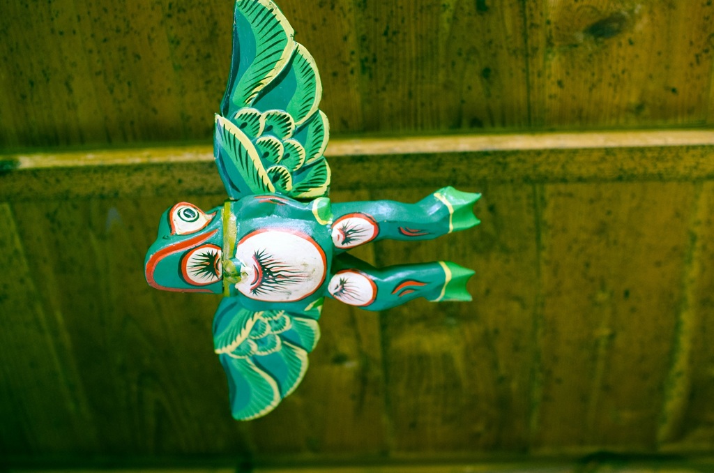 Wallace's flying frog