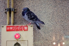 鳩の鳴き方