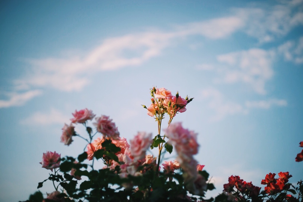 晴れときどき薔薇