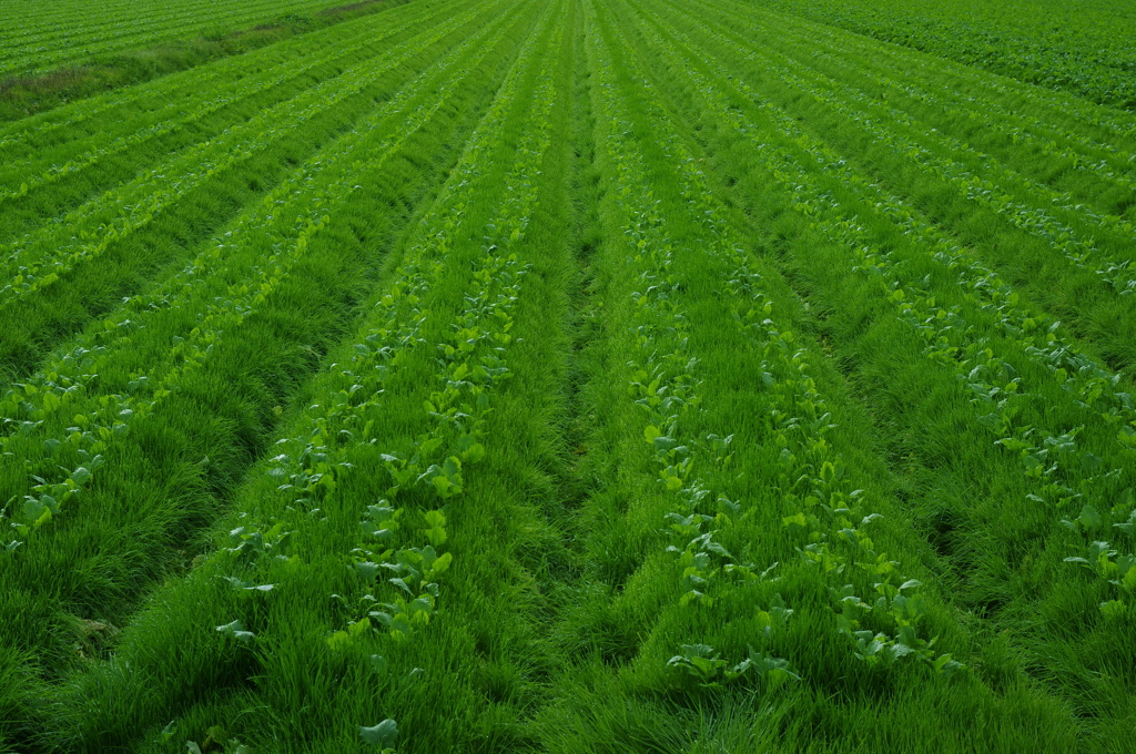 Green way