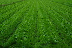 Green way