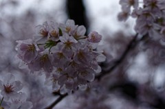 濡れ桜