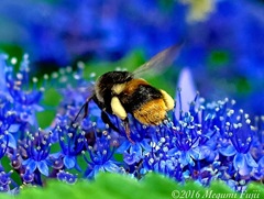 花と蜂