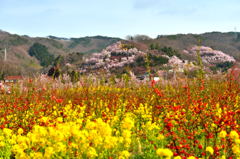 花見山