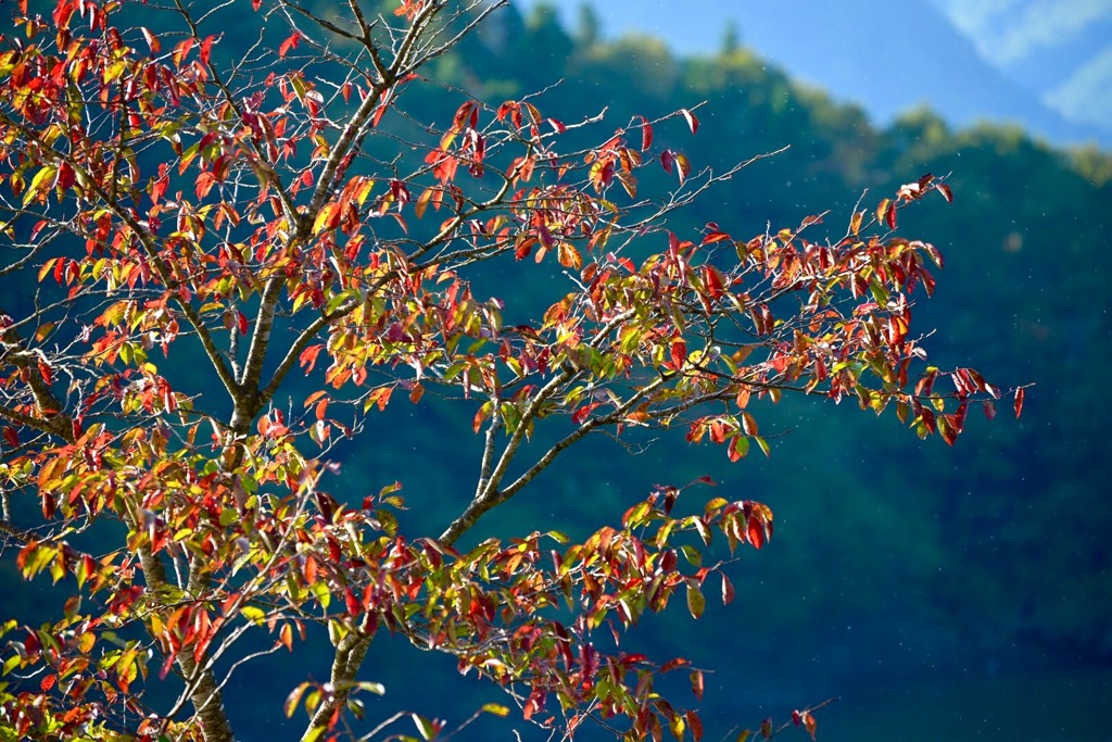 初紅葉撮影