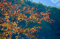 初紅葉撮影