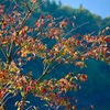 初紅葉撮影