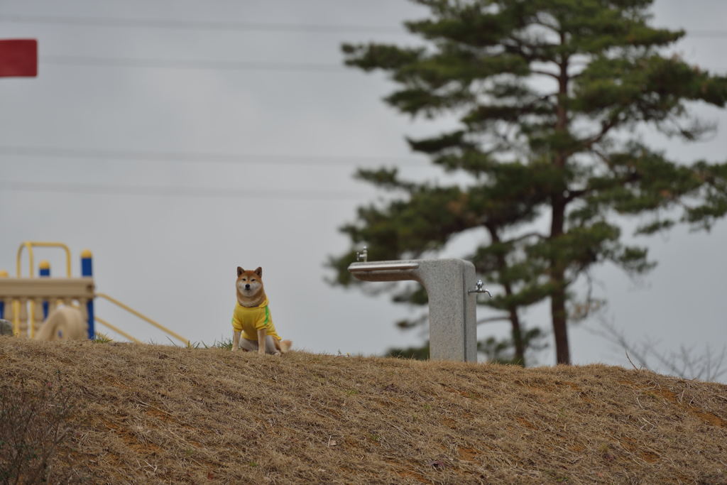 犬