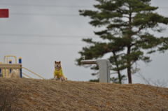 犬