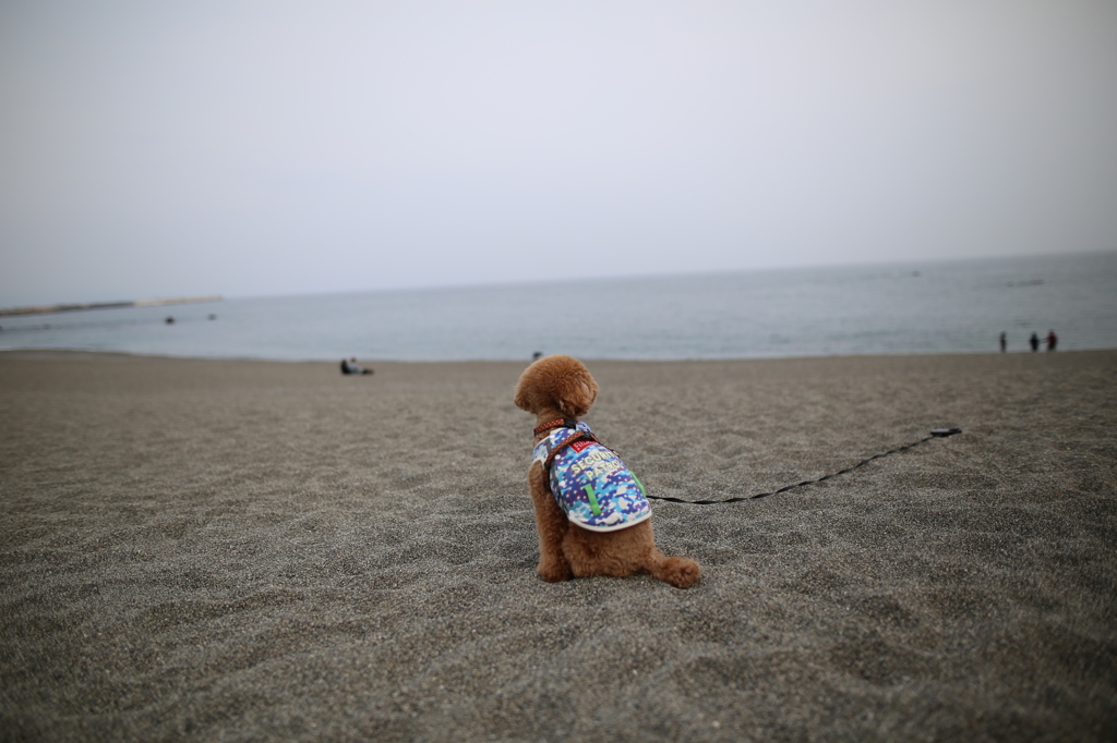 桂浜