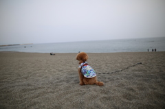 桂浜