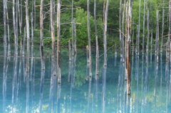 美瑛町　青い池