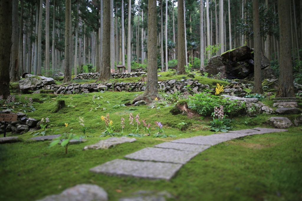 苔むしろ