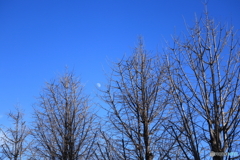 散歩コーススナップ