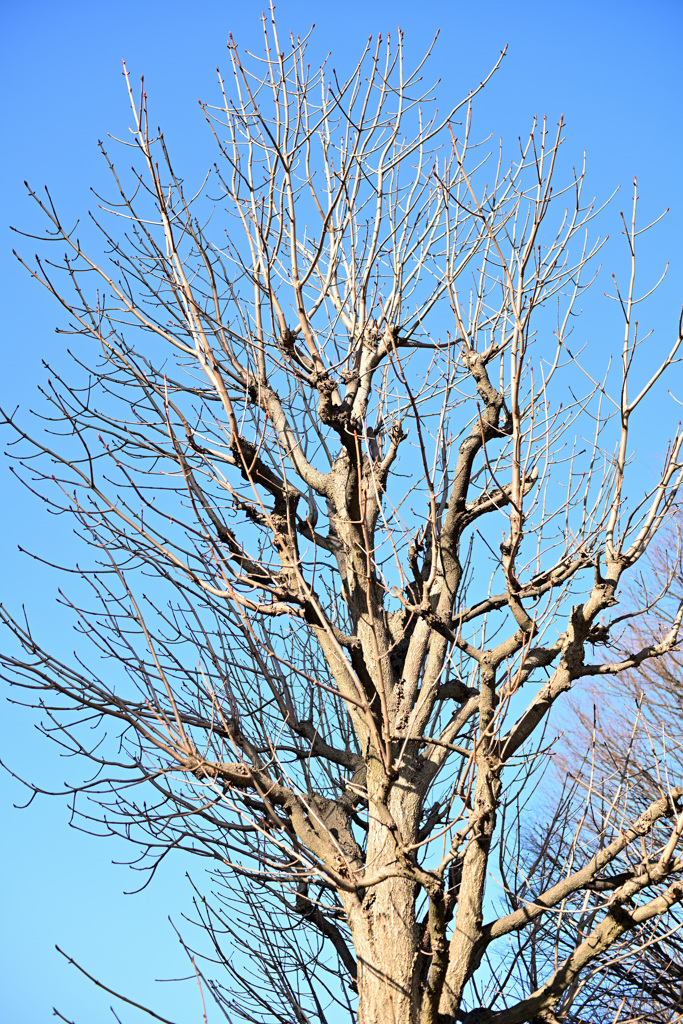 散歩コーススナップ