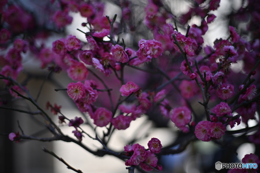 散歩コーススナップ