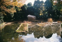 北の丸公園
