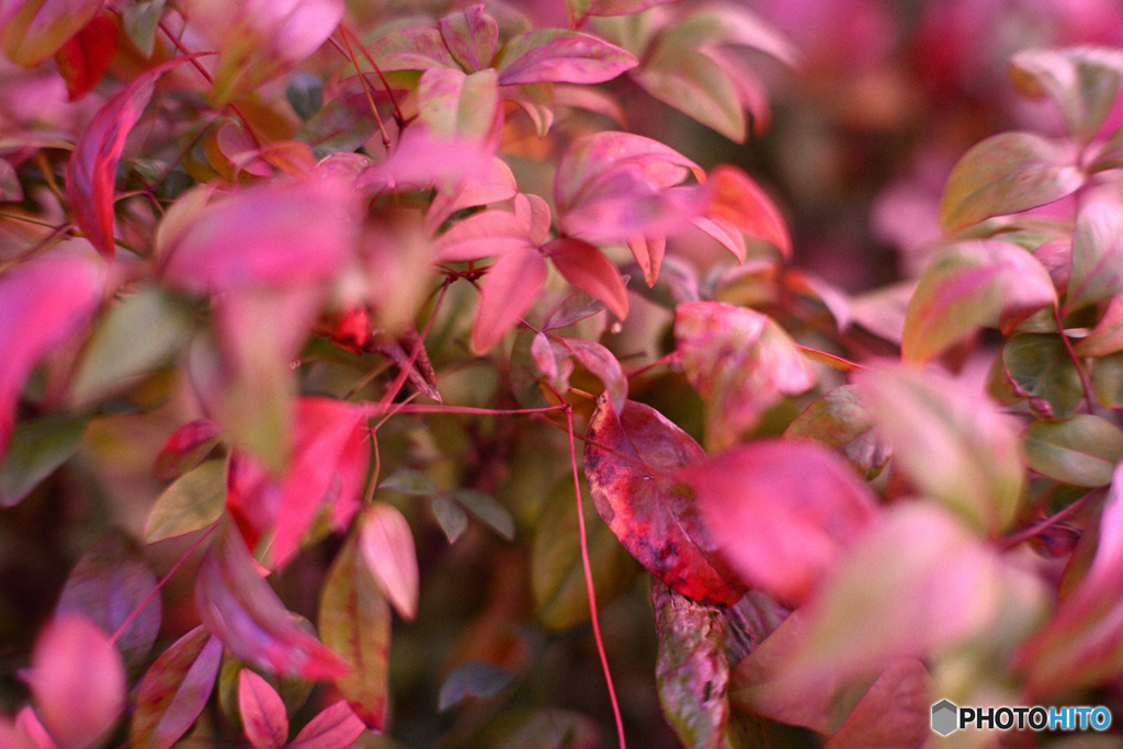 散歩コーススナップ