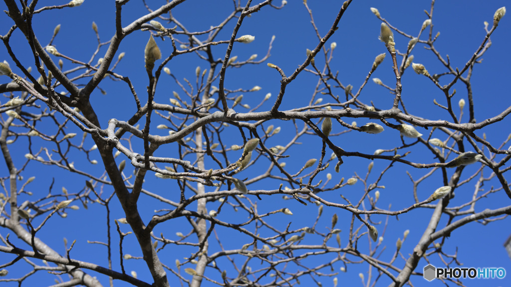 散歩コーススナップ