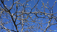 散歩コーススナップ