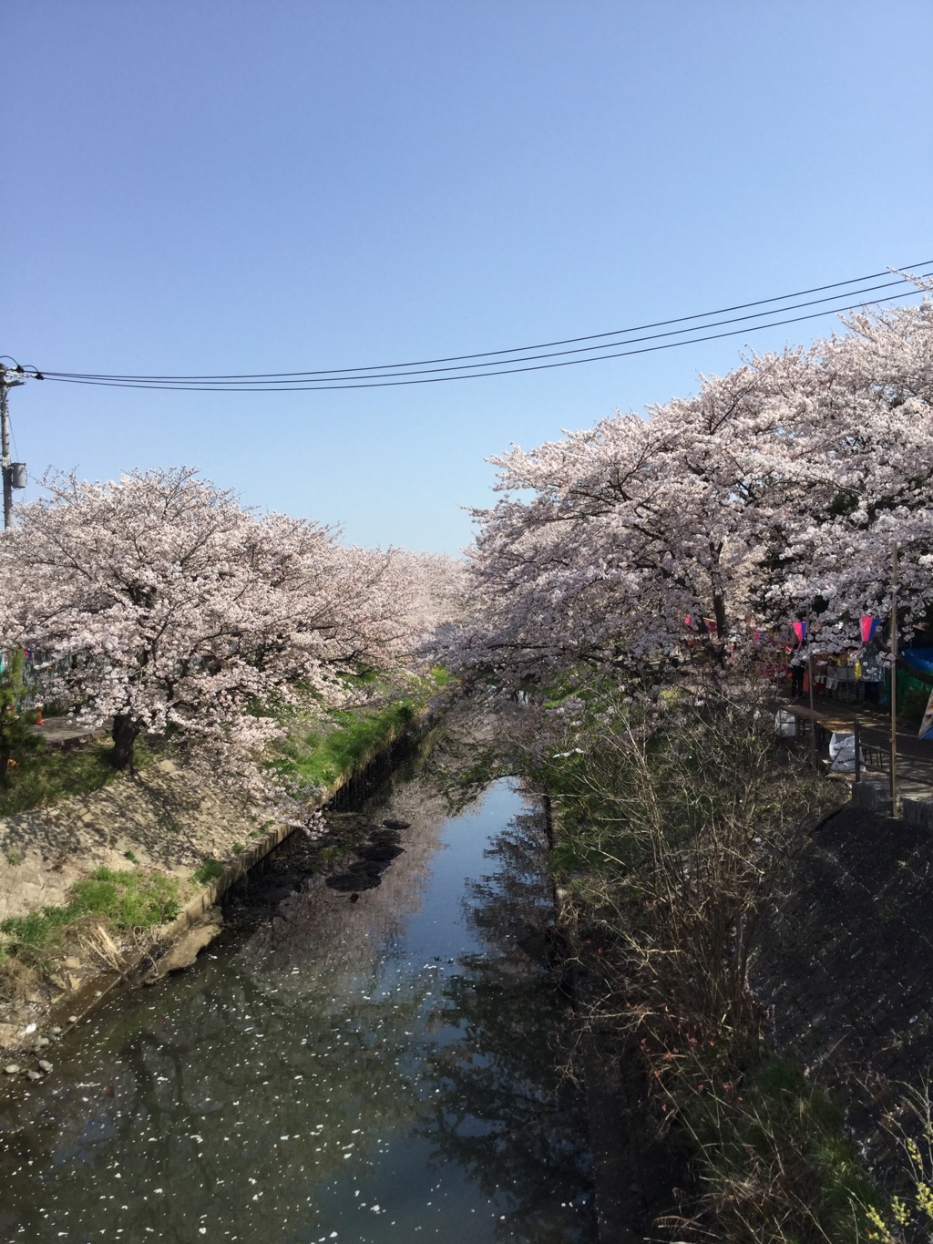 海老川　桜２