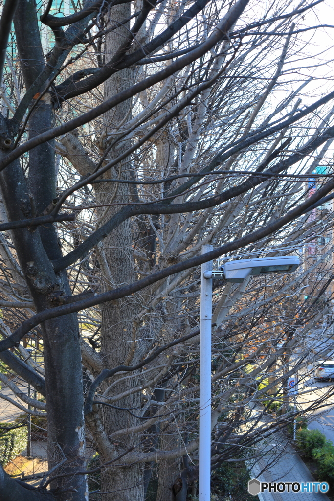 散歩コーススナップ