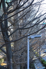 散歩コーススナップ