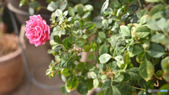 ベランダで咲くバラ