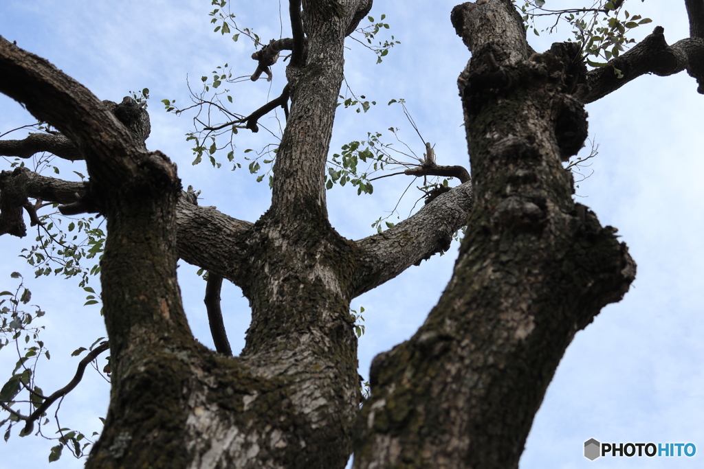 散歩コーススナップ