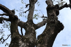 散歩コーススナップ