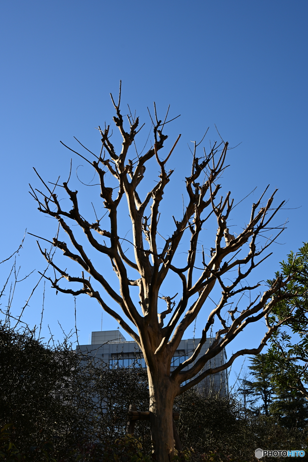 散歩コーススナップ