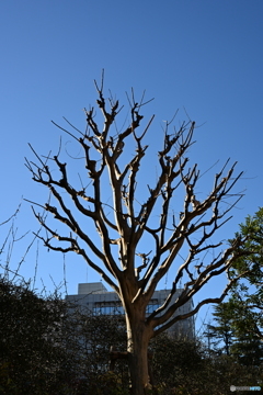 散歩コーススナップ