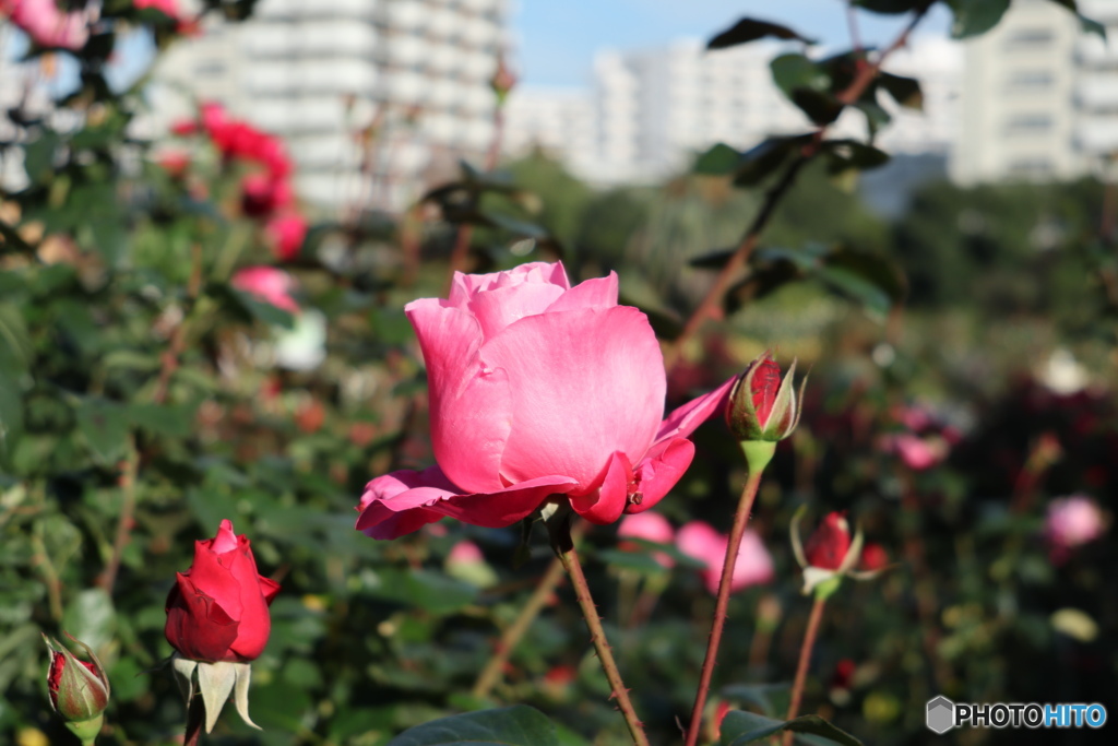 習志野市　谷津バラ園