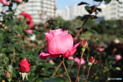 習志野市　谷津バラ園